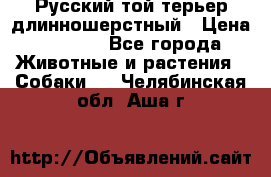 Русский той-терьер длинношерстный › Цена ­ 7 000 - Все города Животные и растения » Собаки   . Челябинская обл.,Аша г.